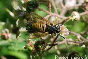Temnostoma vespiforme